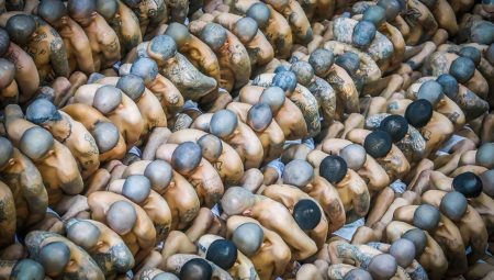 El Salvador’da 2 bin çete üyesi nakledildi