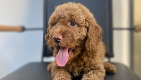 Adana Hayvan Sahiplenme