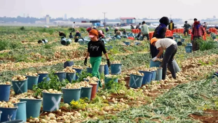 Adana’da Soğan Fiyatları Düşüşte: Çiftçi Umduğunu Bulamadı