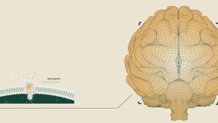 Neuralink rakibi şirket, beyin implantı için ABD’den onay aldı