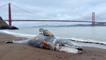 Kaliforniya’da bir haftada 6 gri balina meyyit bulundu