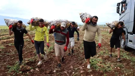 Adana’da Erkenci Patates Hasadı: Tarım Çalışanları Günlük 2500 TL Kazanıyor
