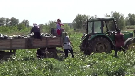 Iğdır’da Karpuz Hasadı Başladı