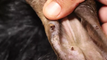 KKKA Uyarısı: Kenelerle Uğraşta Dikkat Edilmesi Gerekenler