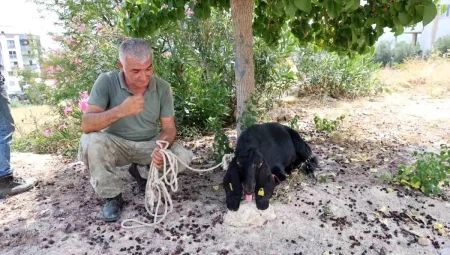 Kozan’da Kaybolan Kurbanlık Keçi 10 Gün Sonra Bulundu
