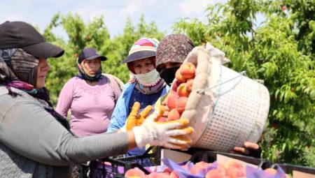 Adana’da erkenci şeftali hasadı başladı: Bahçede kilogramı 10-20 TL