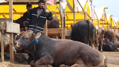 Kurbanlık seçiminde dikkat edilmesi gerekenler açıklandı