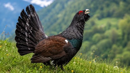 5 milyon dolar harcandı, geriye yalnızca 1 kuş kaldı: Tabiata salınan 30 kuşun bahtı şaşırttı
