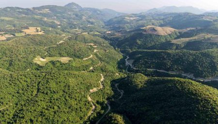 6 yıl evvel alevlere teslim olan orman küllerinden doğdu
