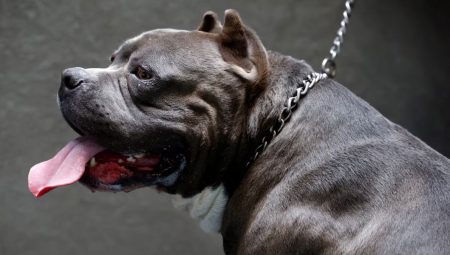 İngiltere, çocukların köpeklerle yalnız bırakılmasını yasaklıyor