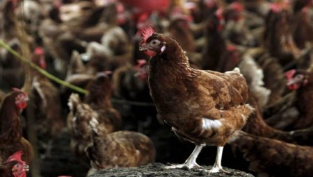 Kuş gribi son kıtanın da kapısını çaldı: H5N1 Avustralya’ya ulaştı