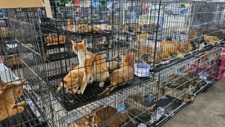 Vietnam’da kesim için çalınan 400’den fazla kedi, bir çetenin çökertilmesinin akabinde kurtarıldı